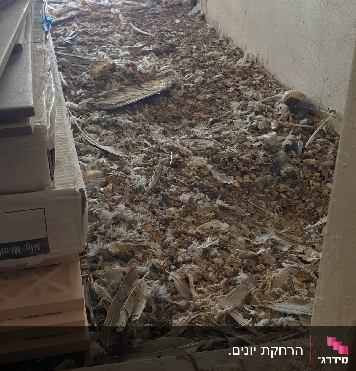 לכלוך ונוצות יונים על רצפה ליד קיר